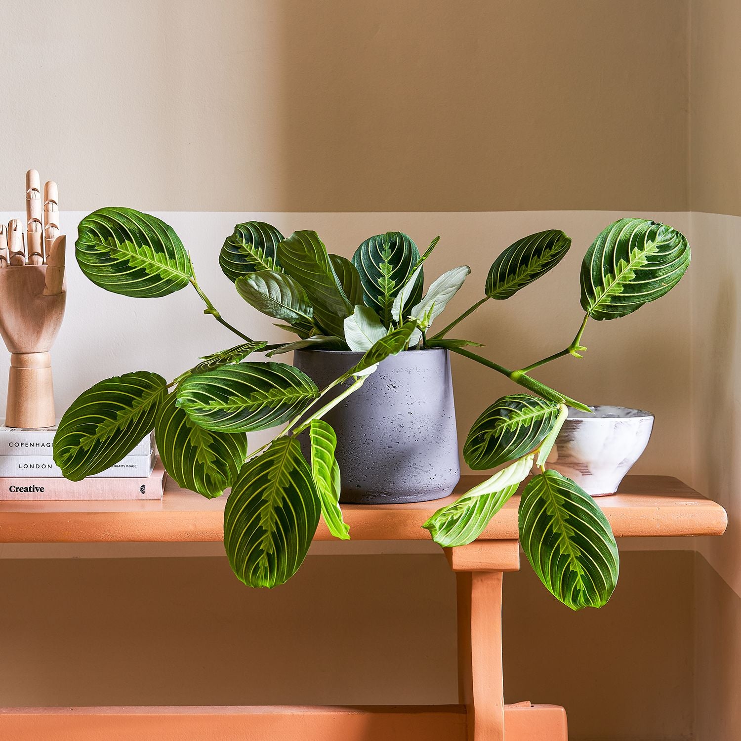 Maranta leuconeura 'Lemon Lime'