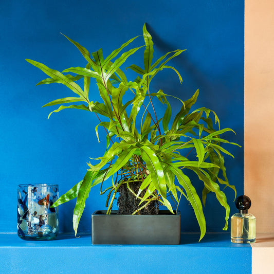 Microsorum Diversifolium