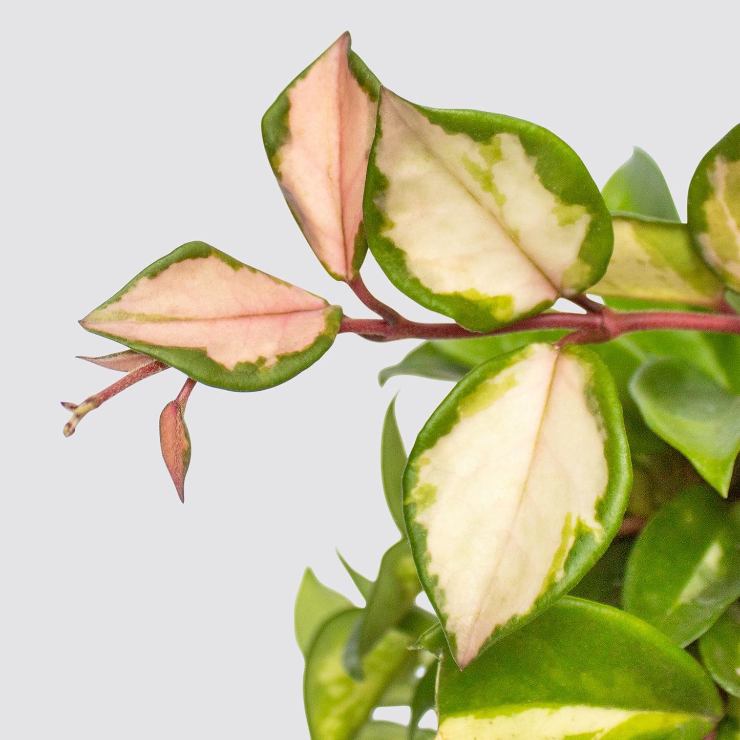 Hoya
