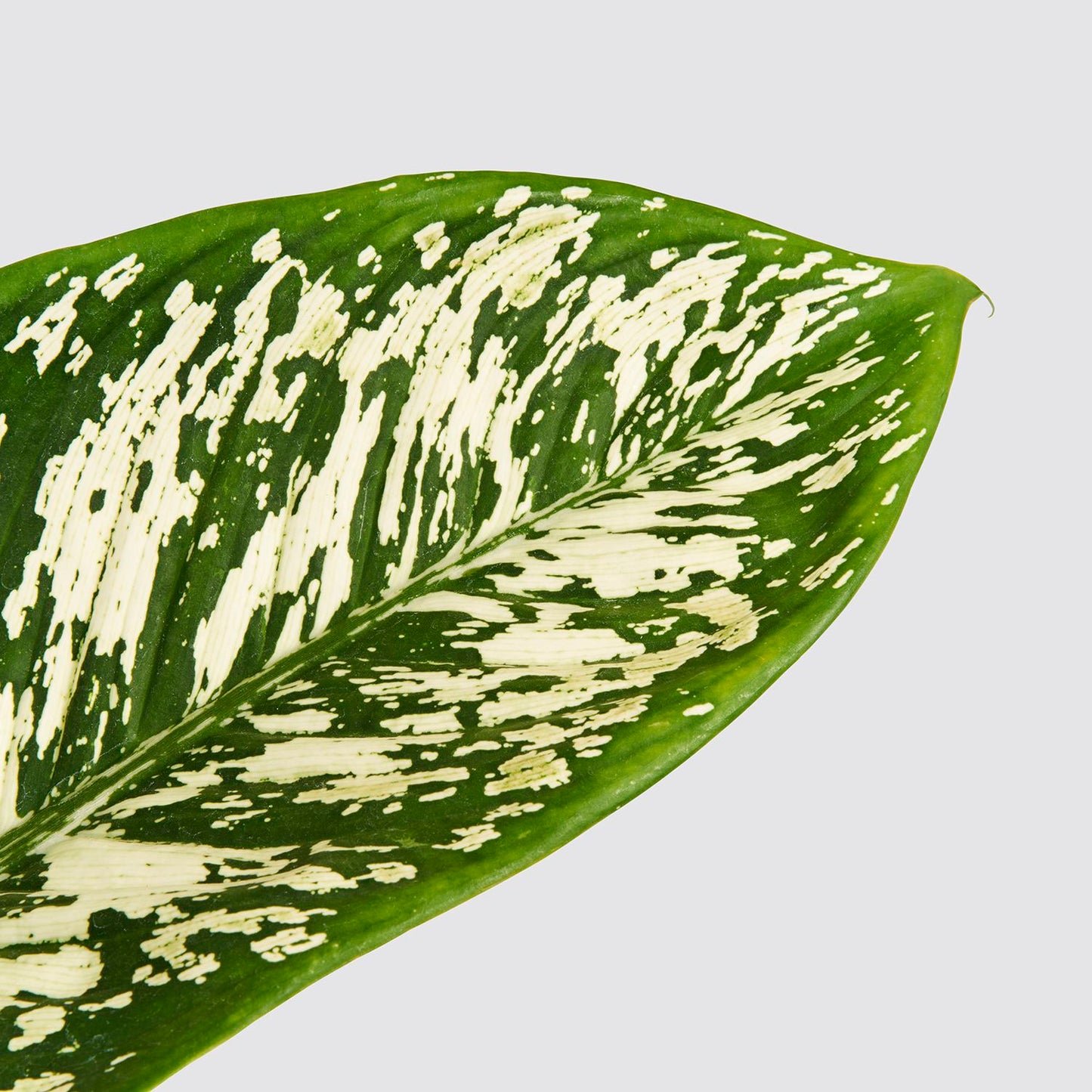 Dieffenbachia 'White Etna'