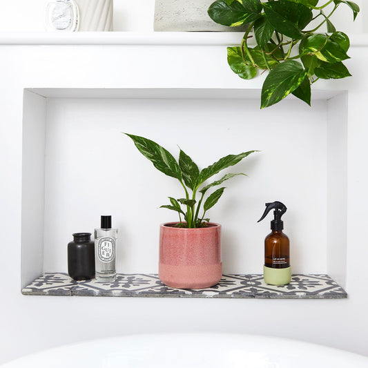 Variegated Peace lily