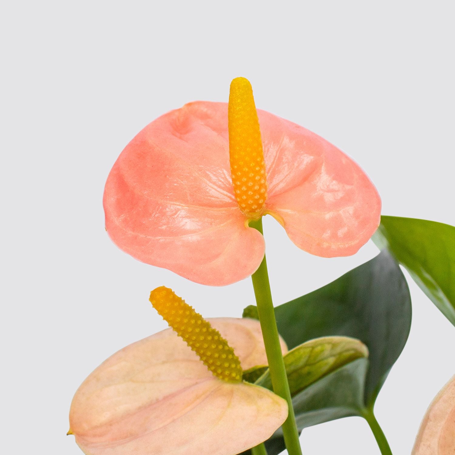 Anthurium - Pink
