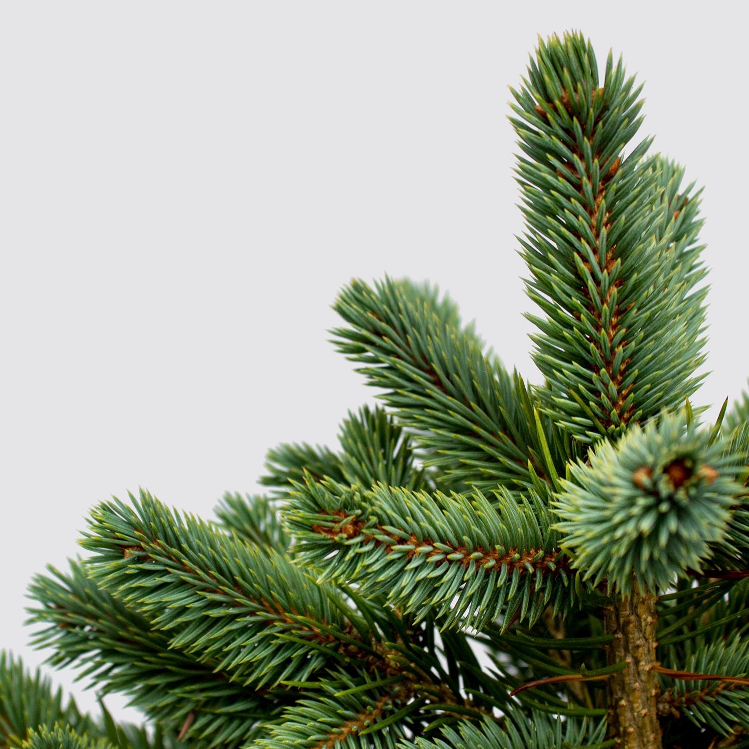 Pot Grown Blue Spruce