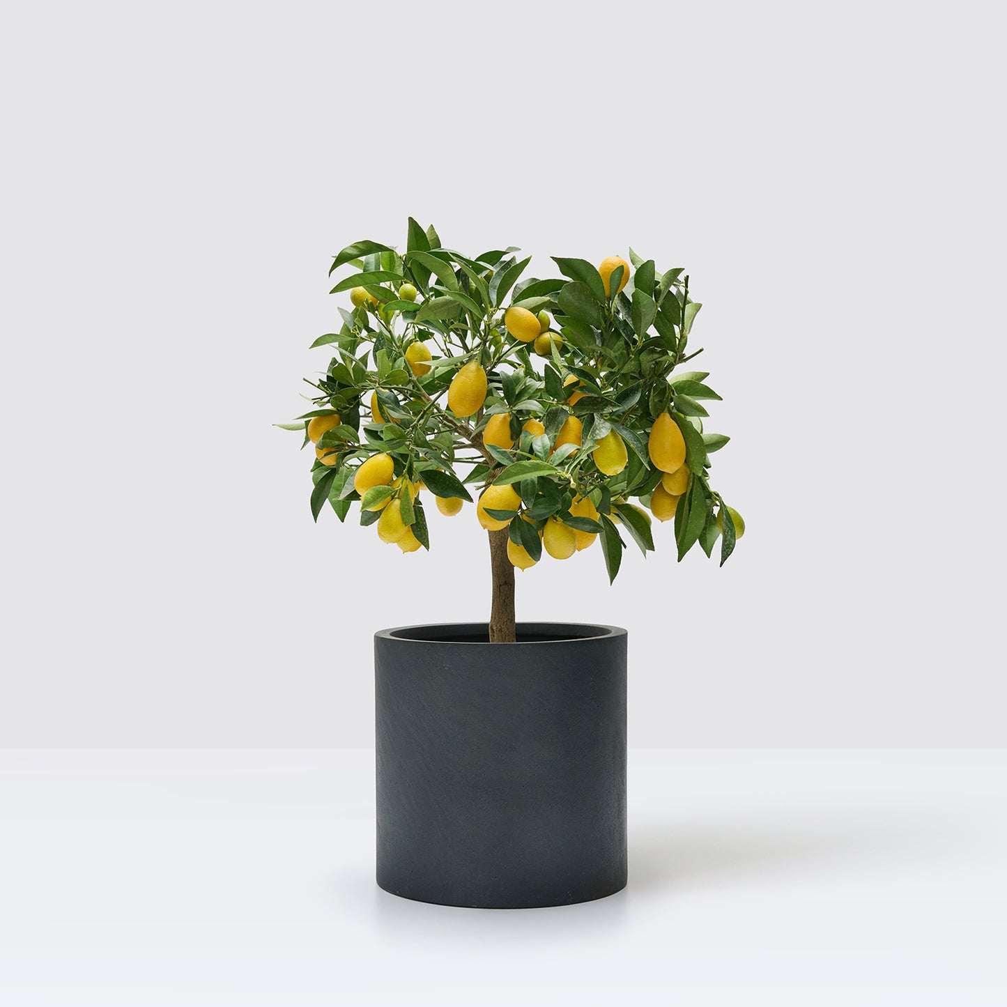 Limequat tree