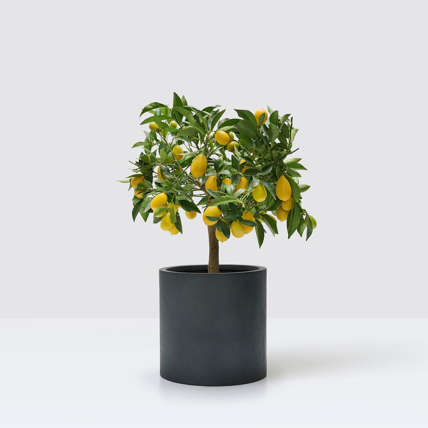 Limequat tree