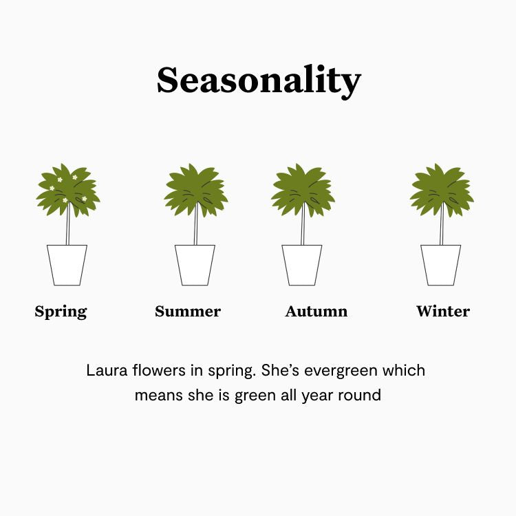 Bay tree