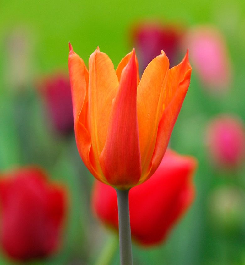 Scented Tulip spring bulbs