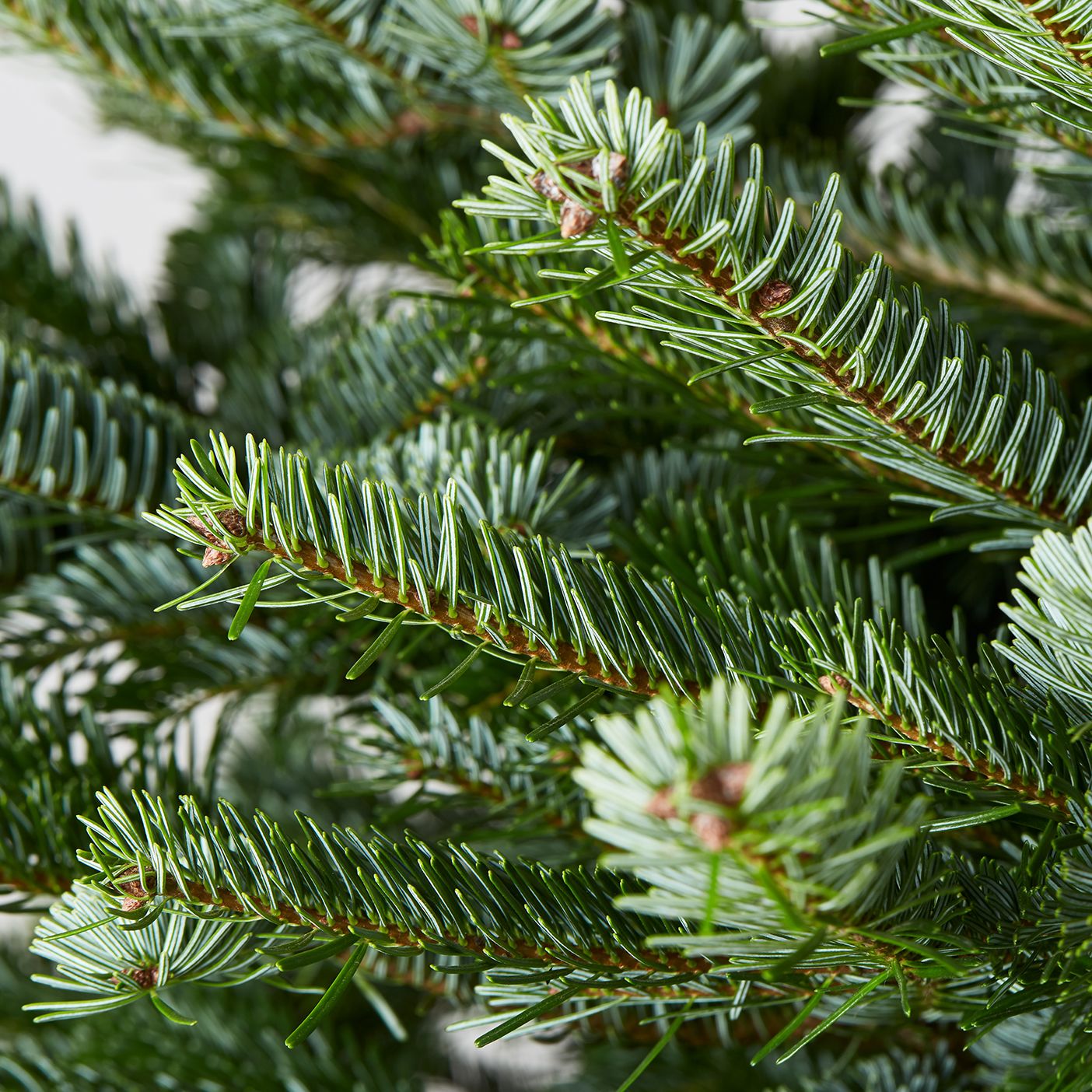 Pot Grown Nordmann Fir