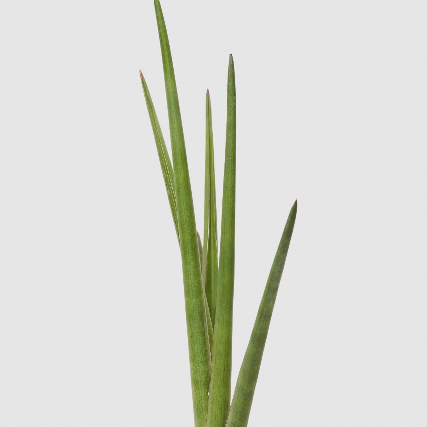 Sansevieria cylindrica