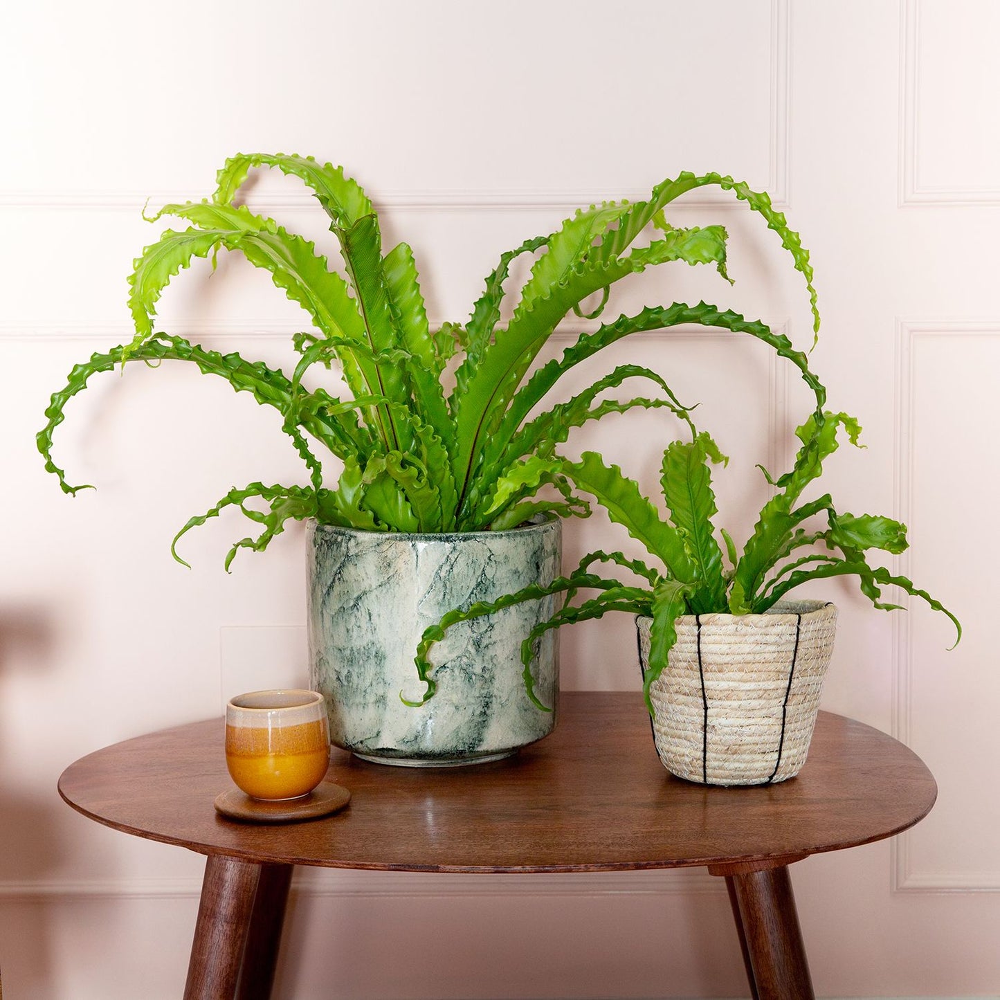 Asplenium osaka