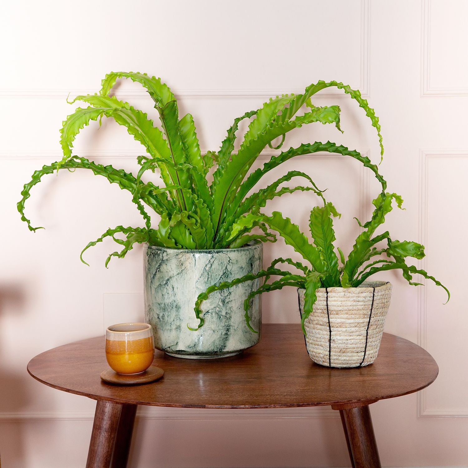 Asplenium osaka