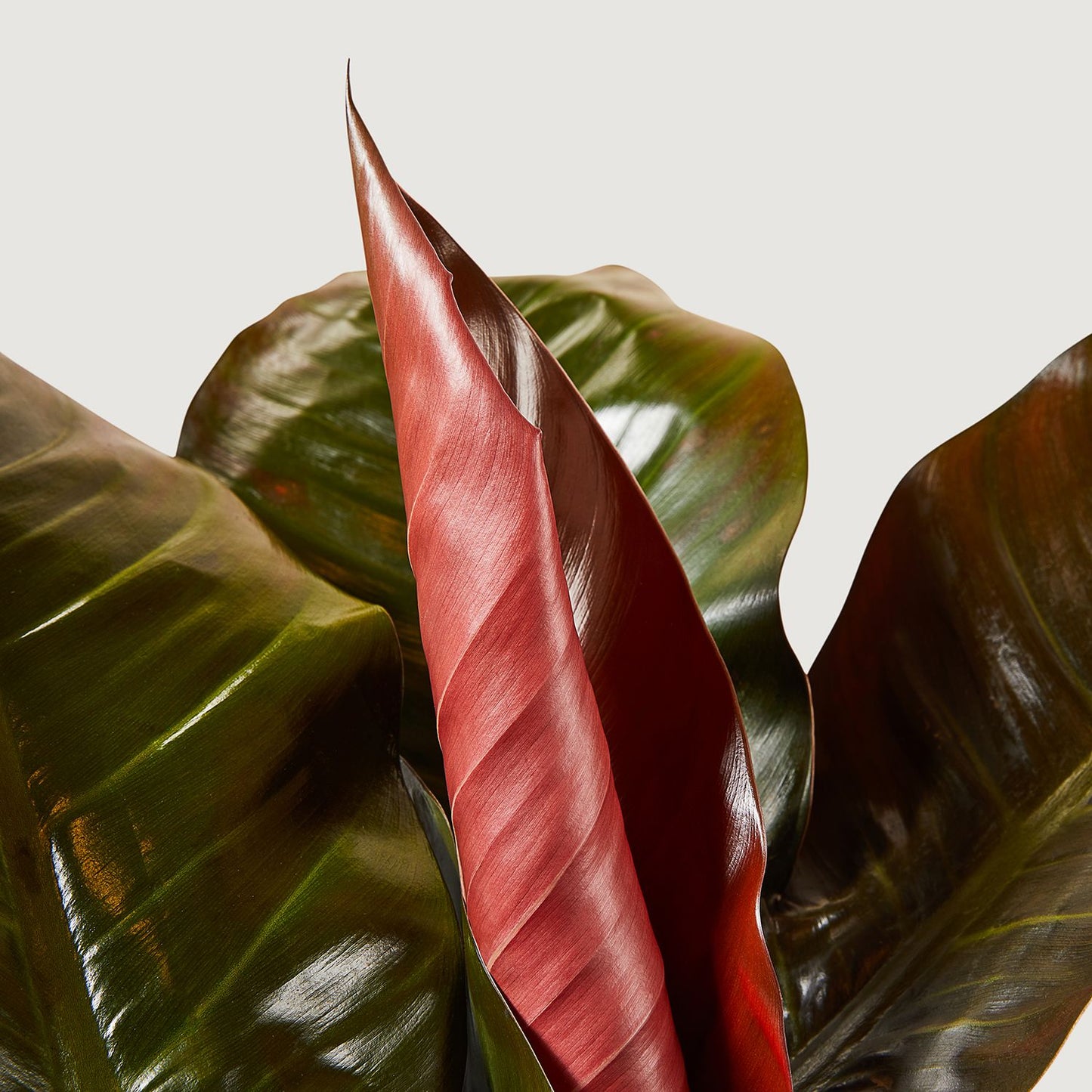 Philodendron Imperial Red
