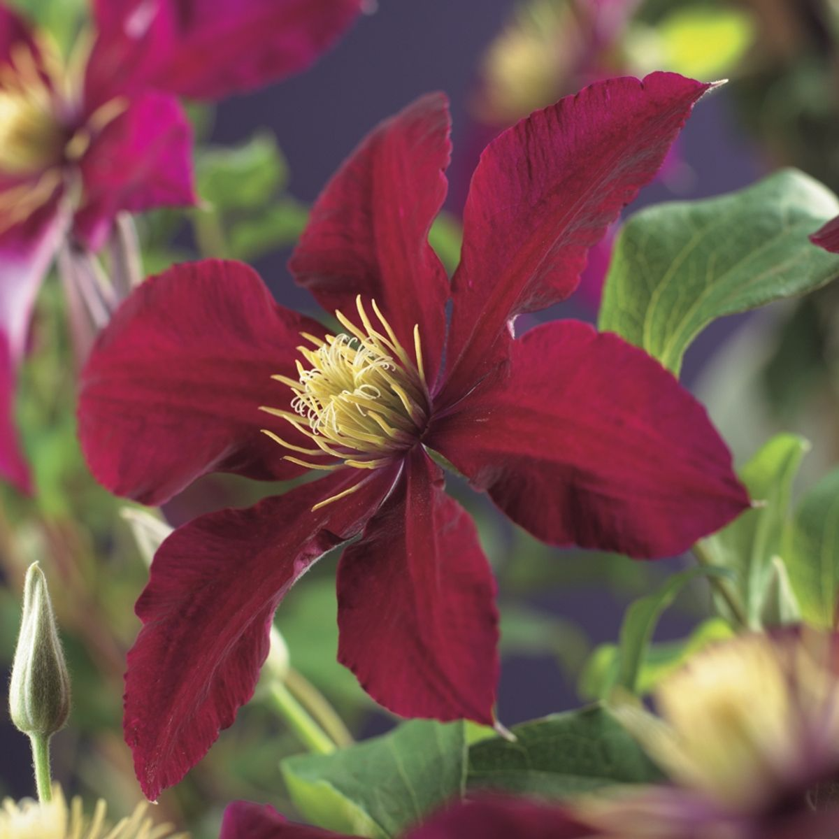 Clematis - Nubia