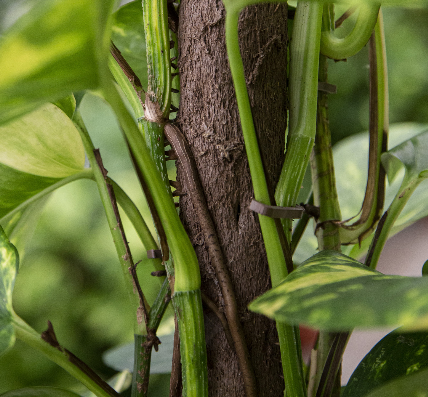 Kratiste grow pole
