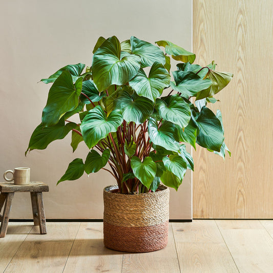Red shield plant