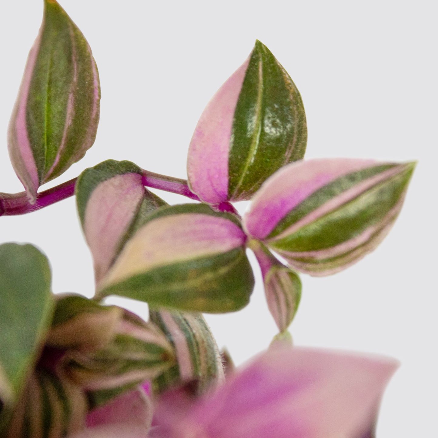 Tradescantia Fluminensis Quadricolour