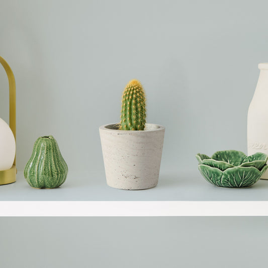 Vatricania guentherii