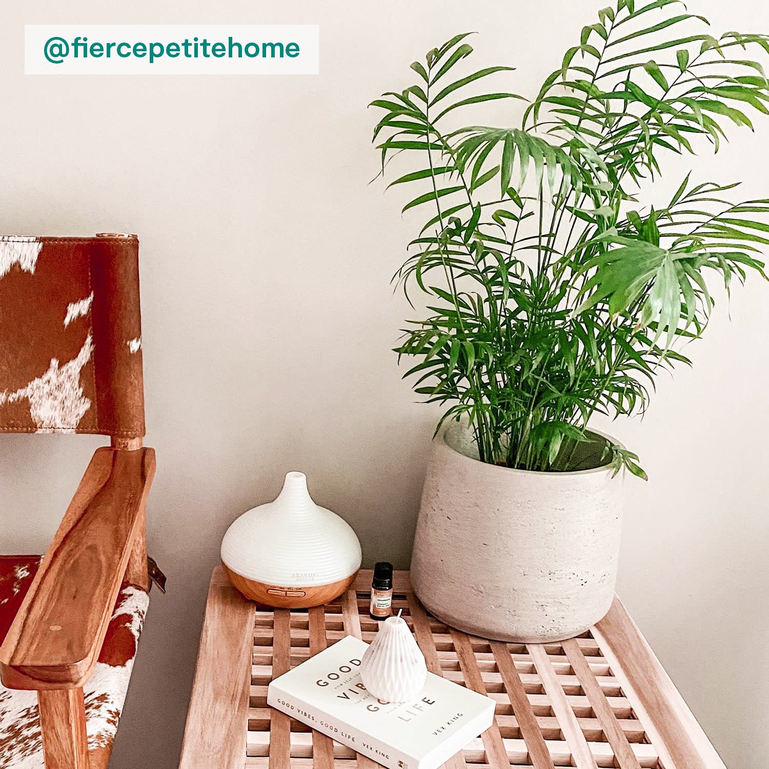 Parlour Palm
