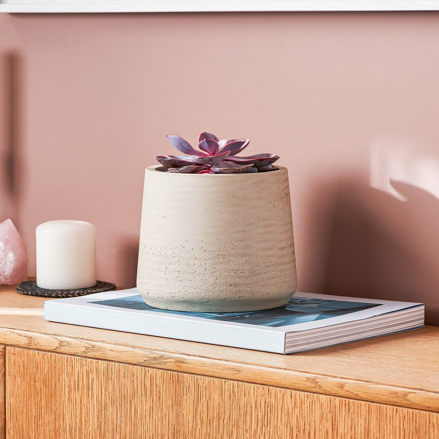 Echeveria 'purple pearl'