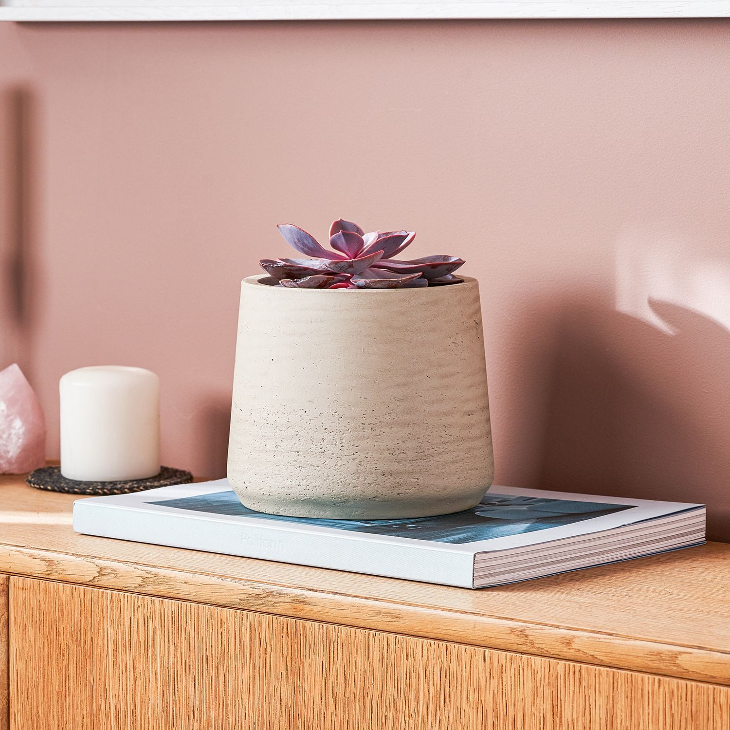 Echeveria 'purple pearl'