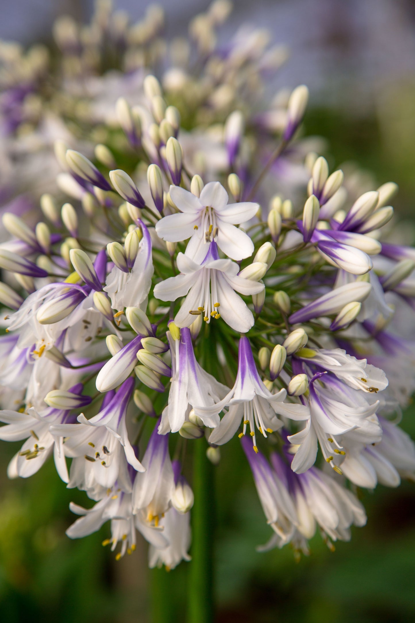 Agapanthus 'fireworks'