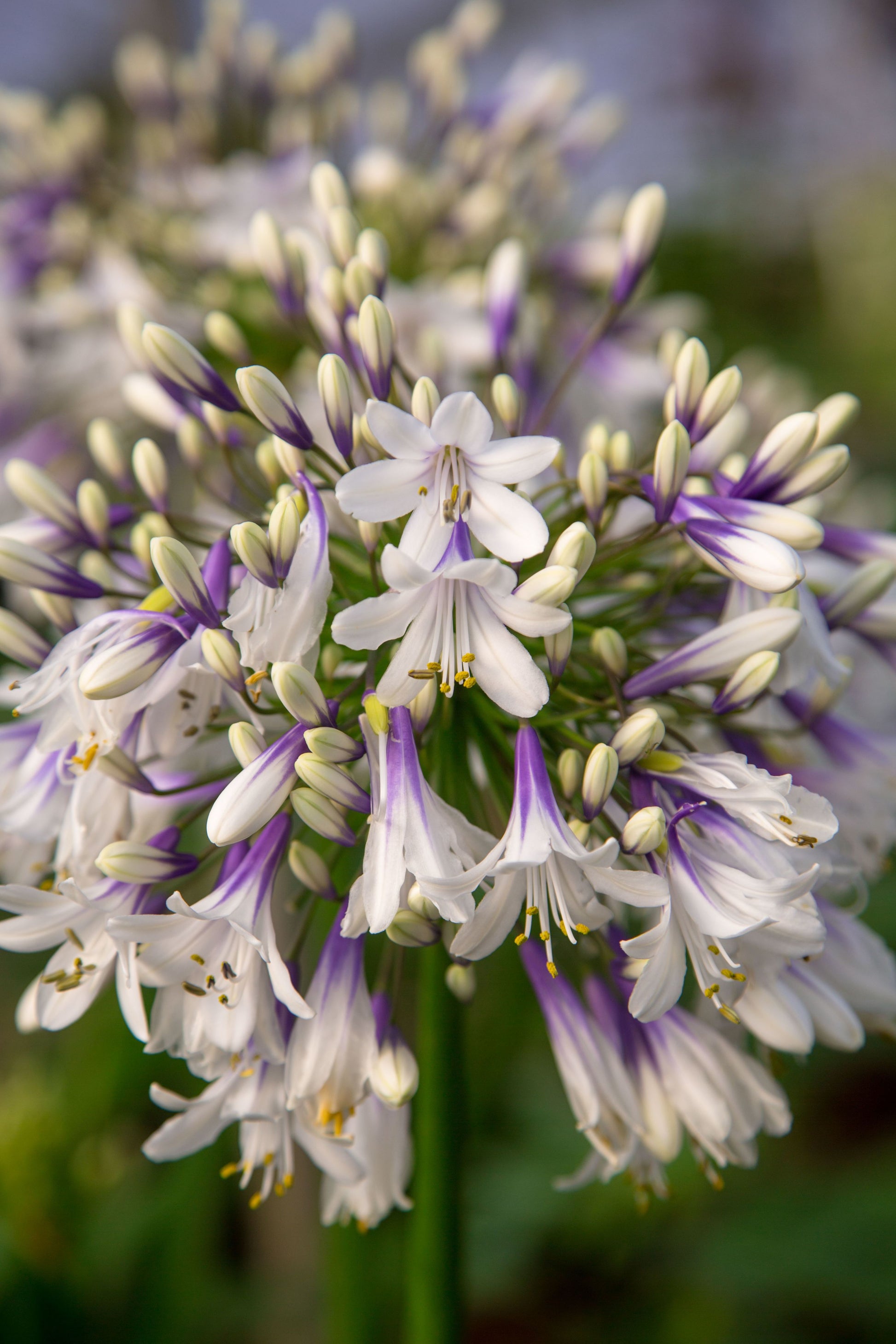 Agapanthus 'fireworks'