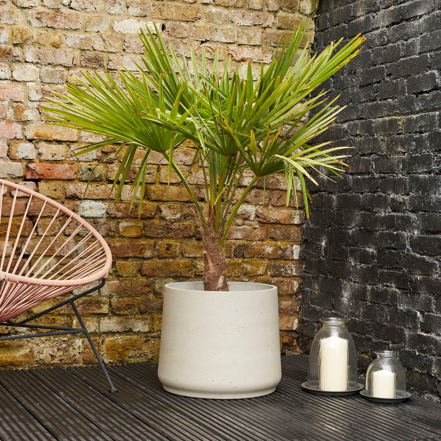 Chinese Windmill Palm