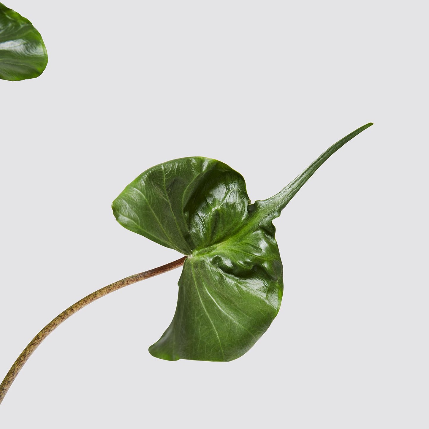 Alocasia Stingray