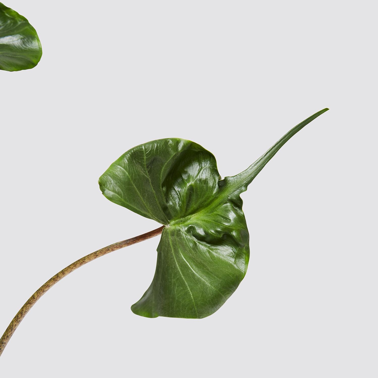 Alocasia Stingray