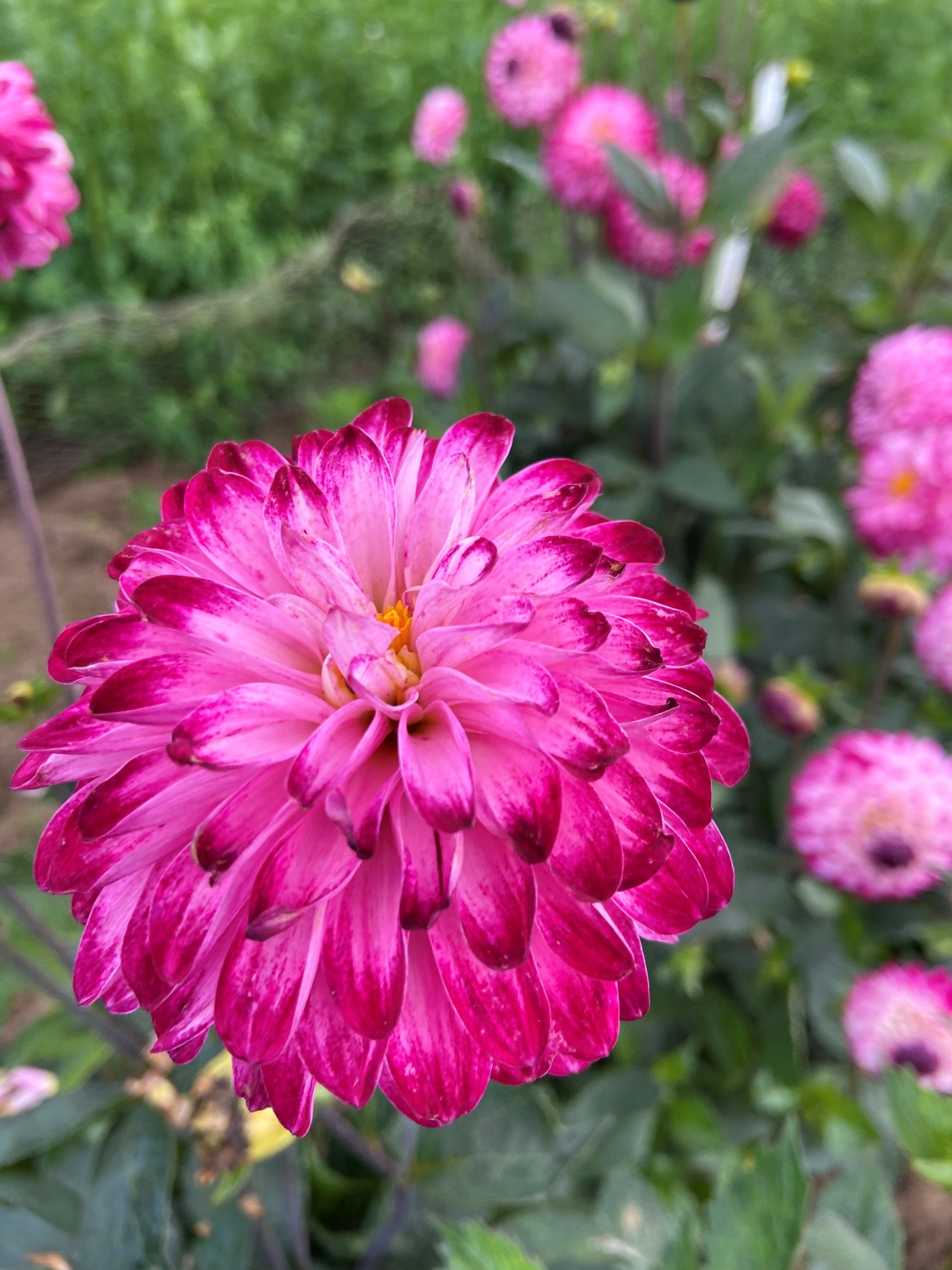 Summer flowering