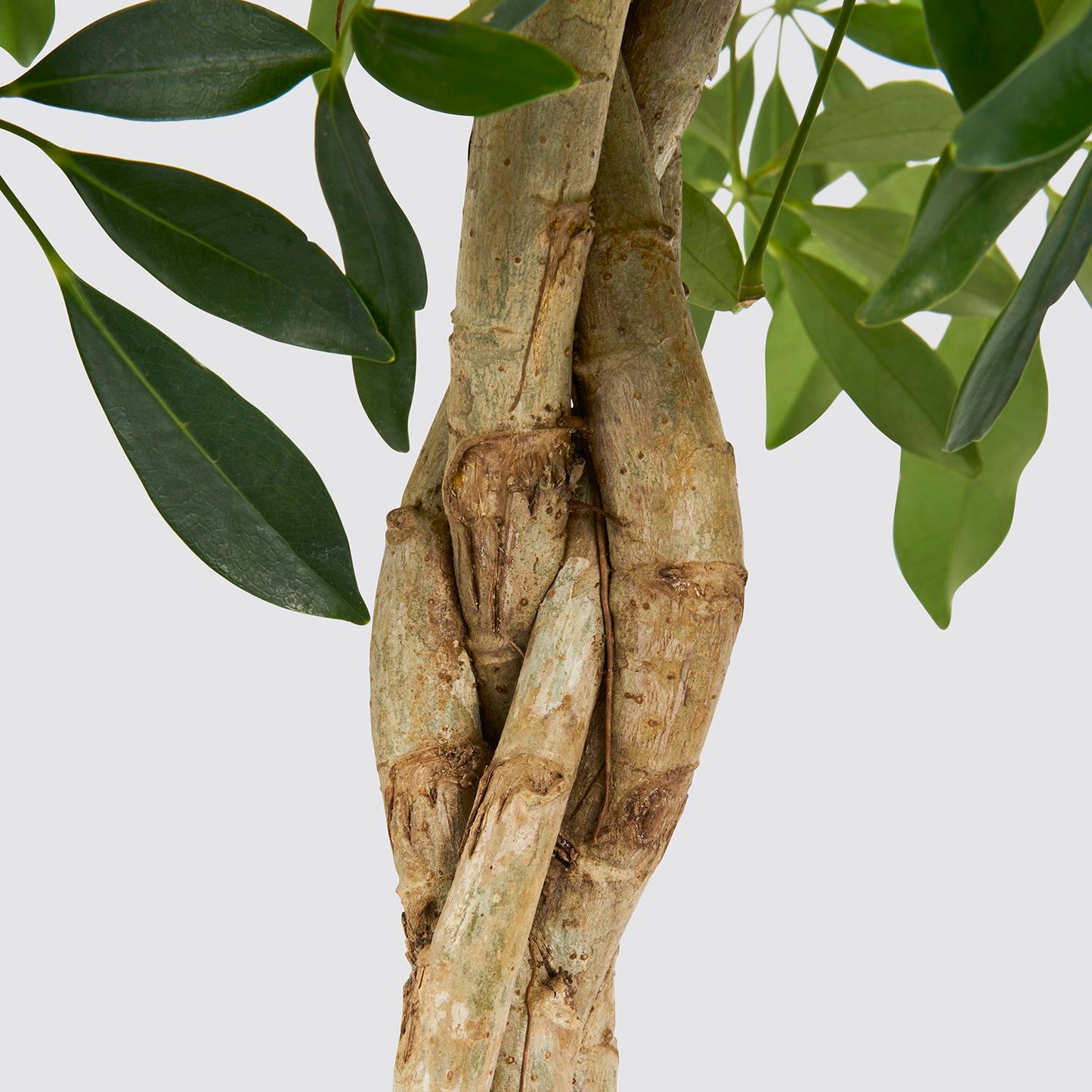 Schefflera