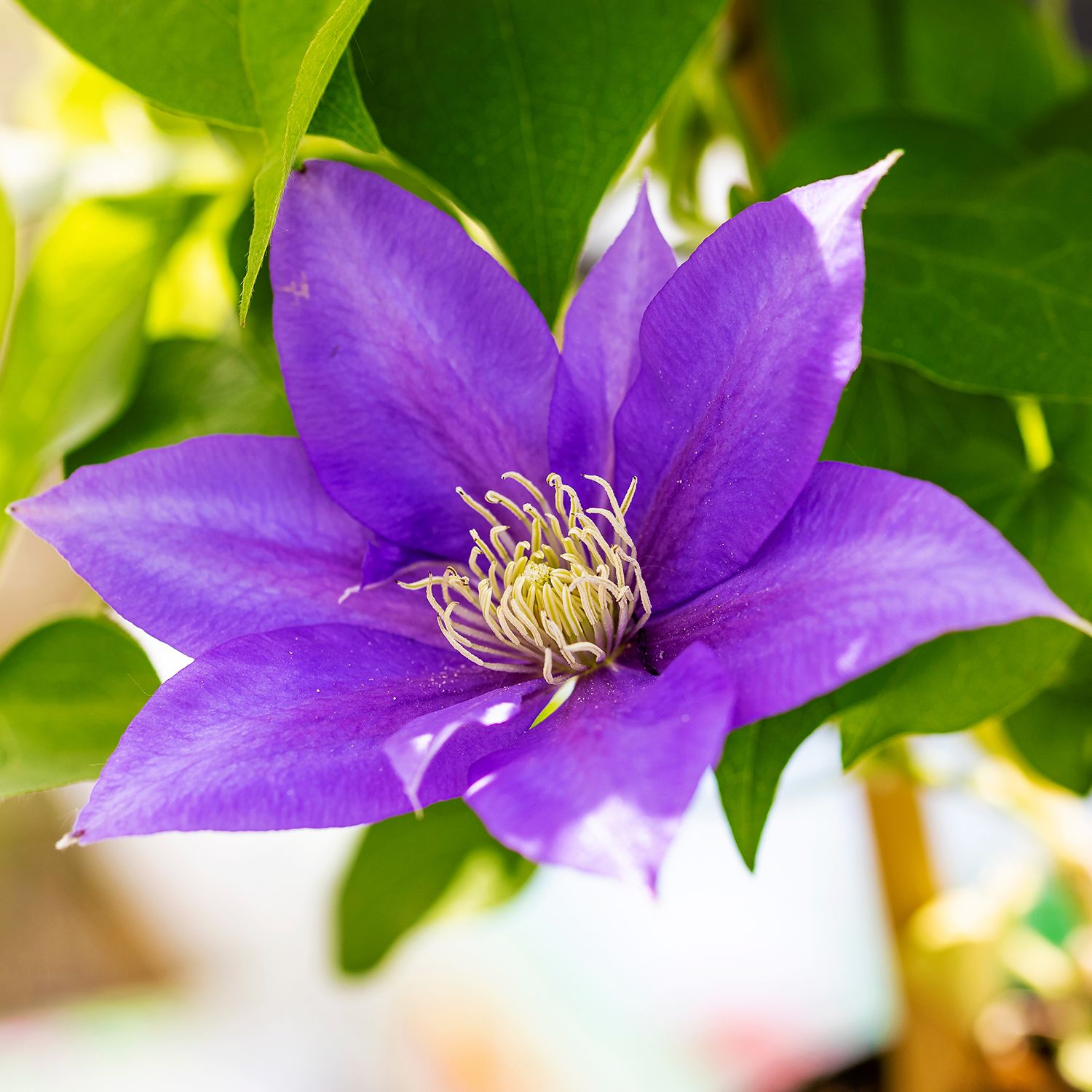 Clematis - the president