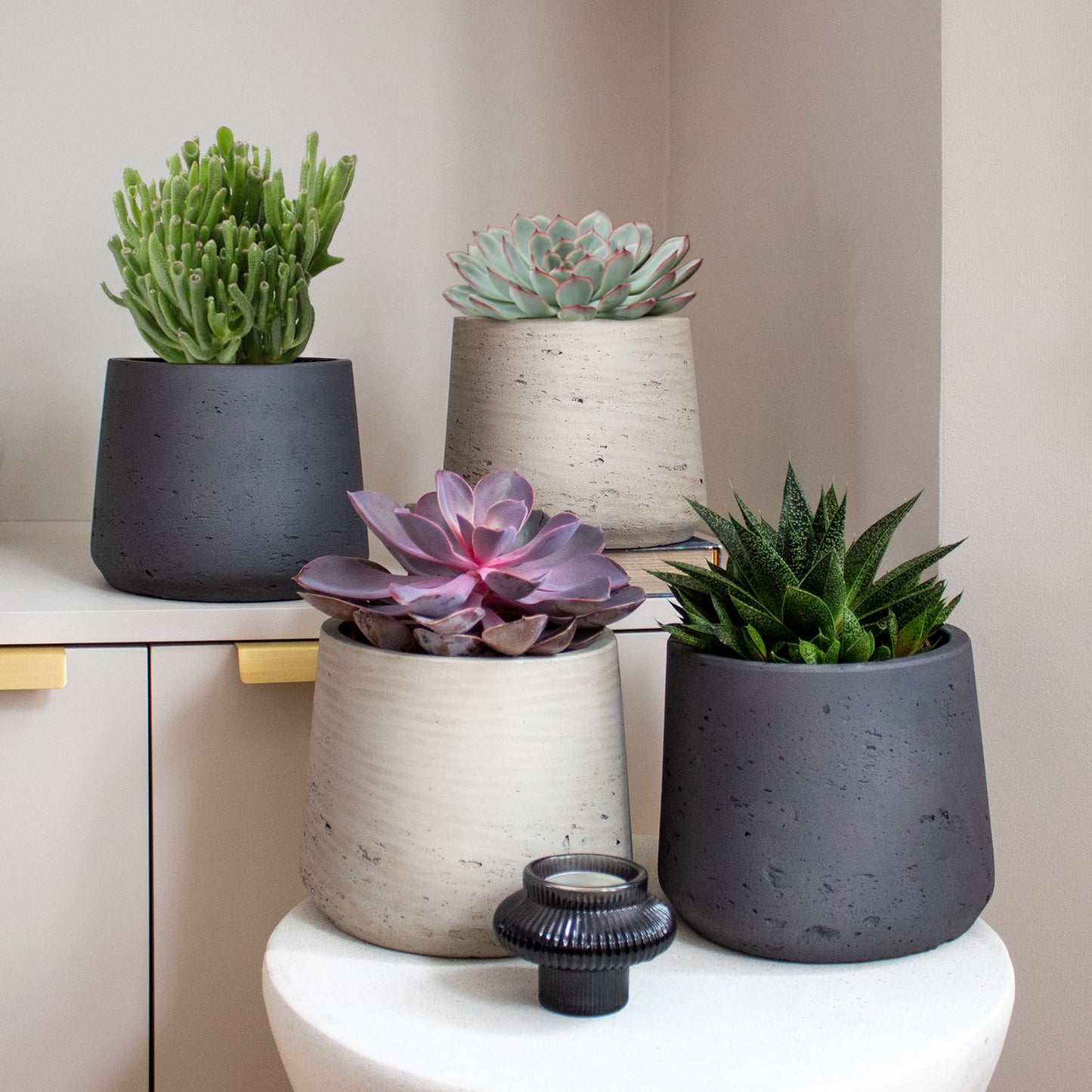 Large succulent set