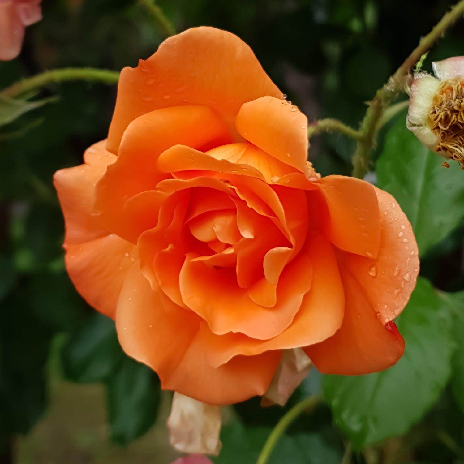 Climbing rose - peach | Patch Plants