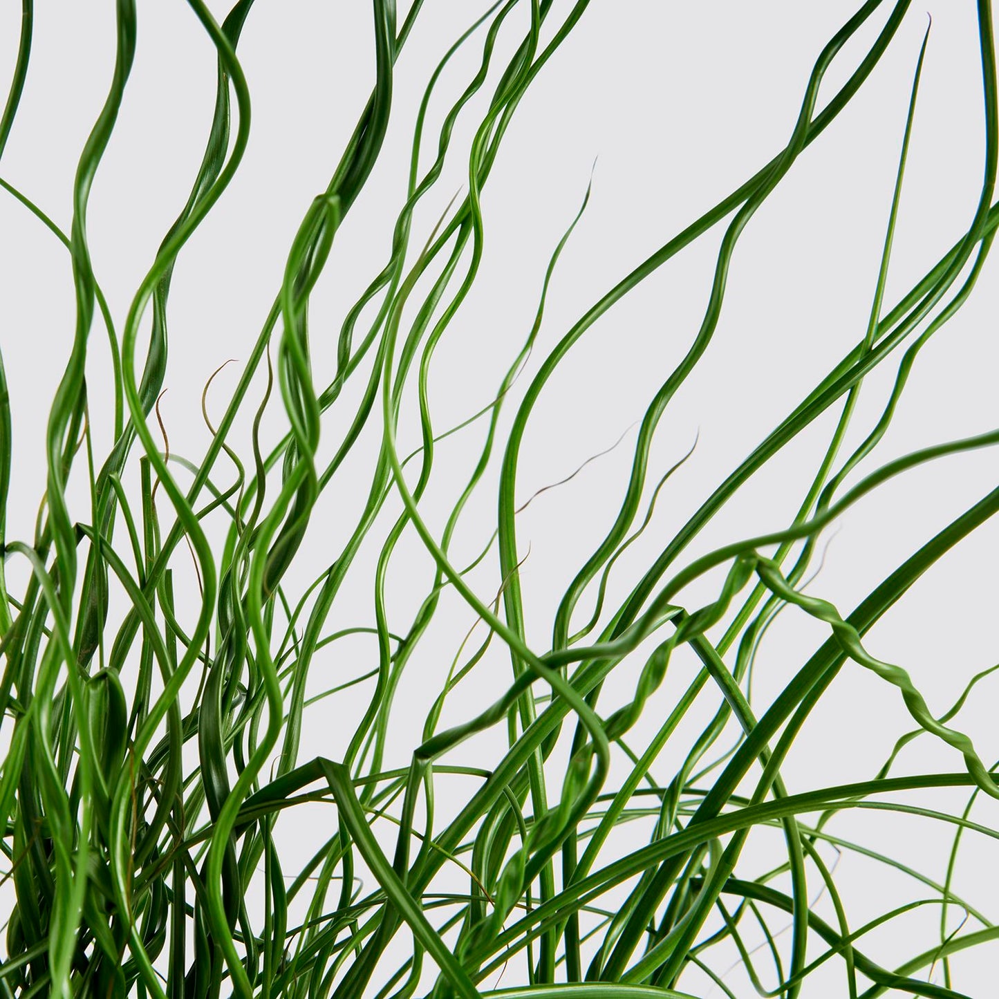 Juncus effusus 'Liebeslocken'