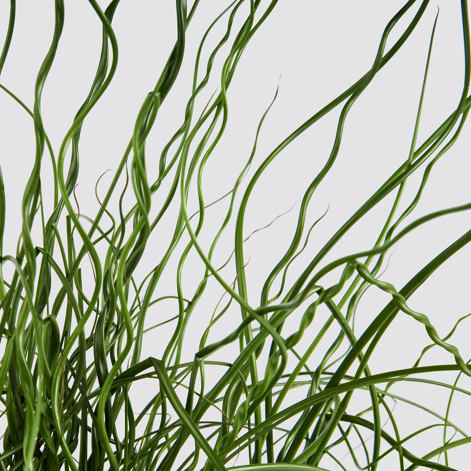 Juncus effusus 'Liebeslocken'