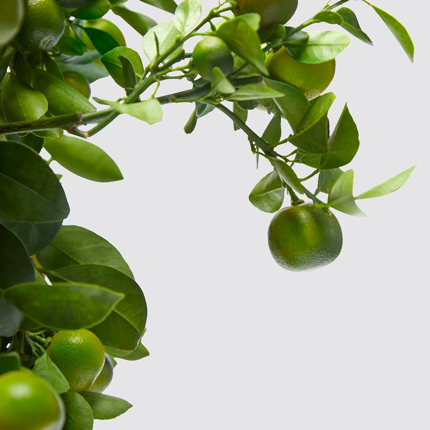 Citrus calamondin