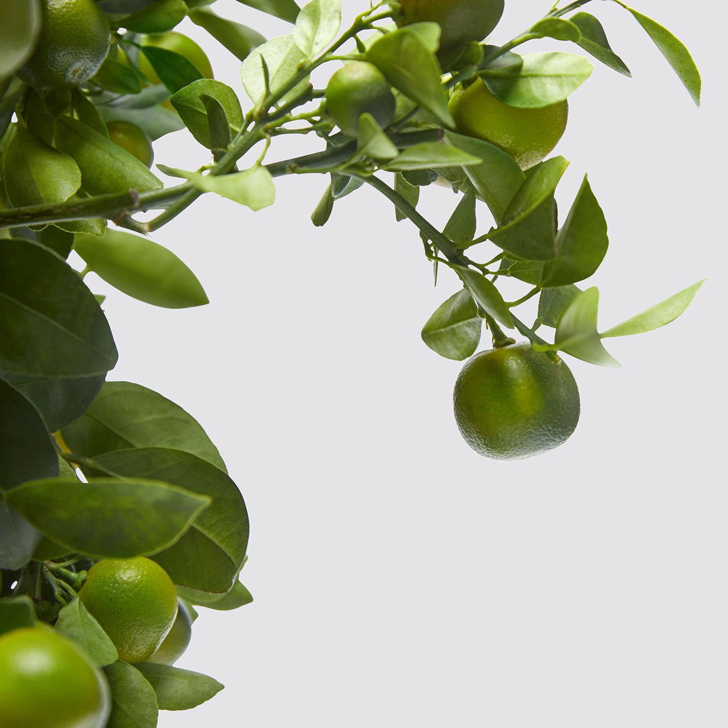 Citrus calamondin