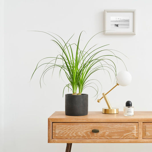 Beaucarnea Recurvata "Nolina"