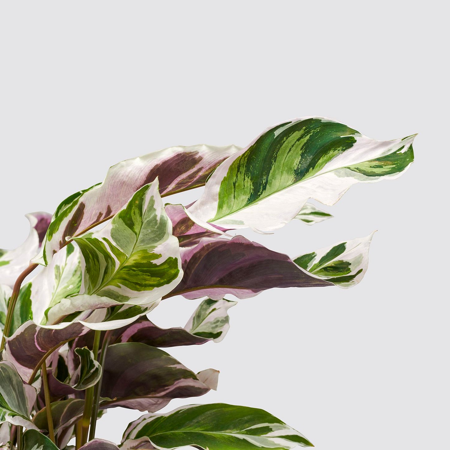 Calathea fusion white