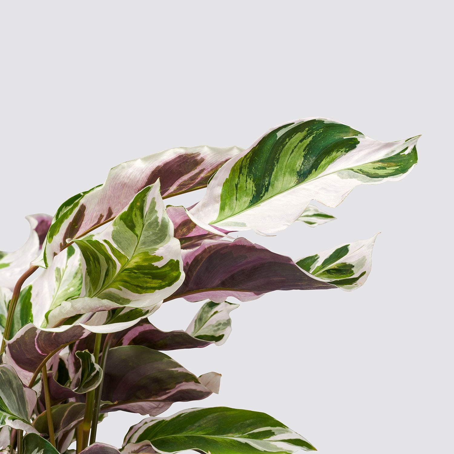 Calathea fusion white