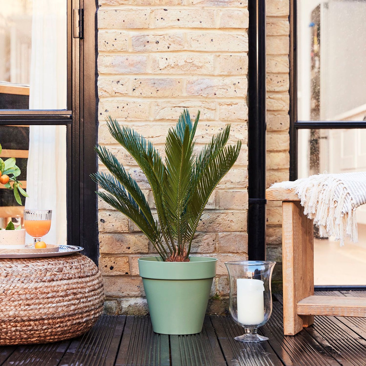 Cycad