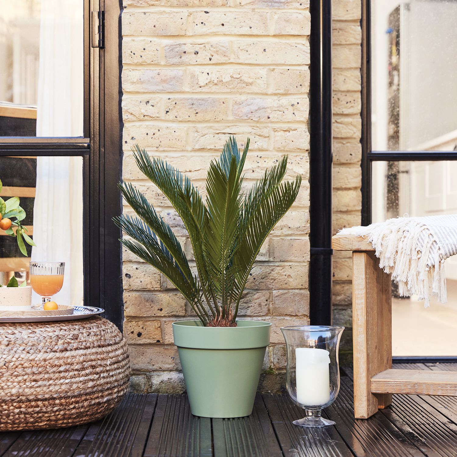 Cycad
