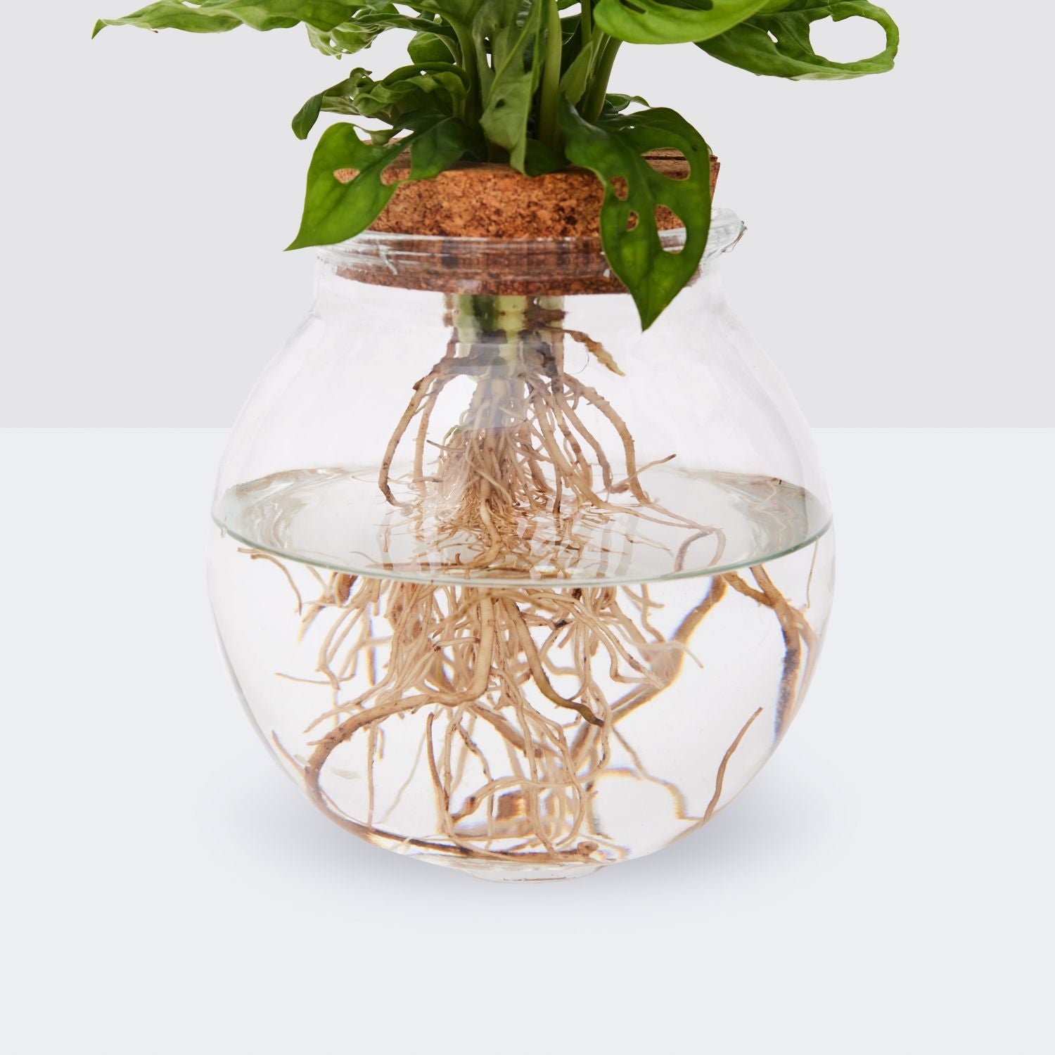 Hydroponic monstera adansonii