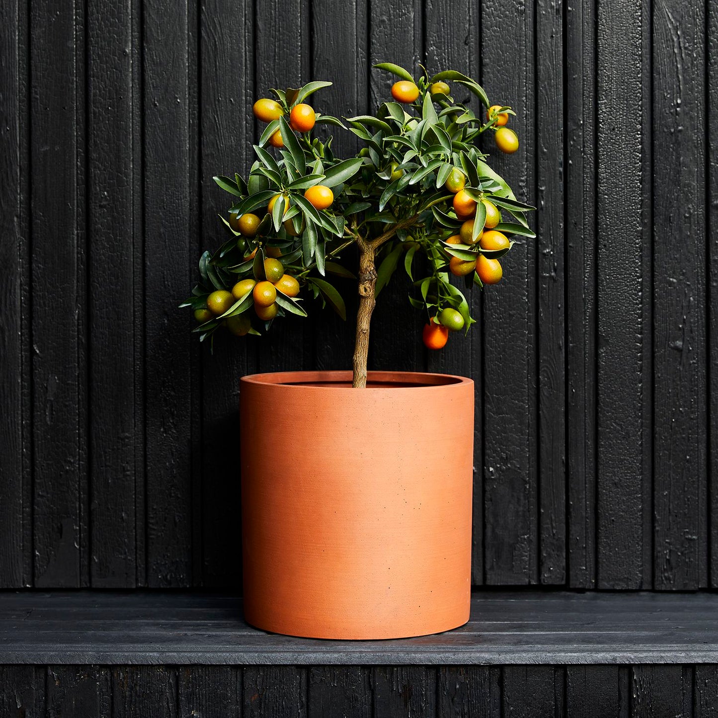 Kumquat tree
