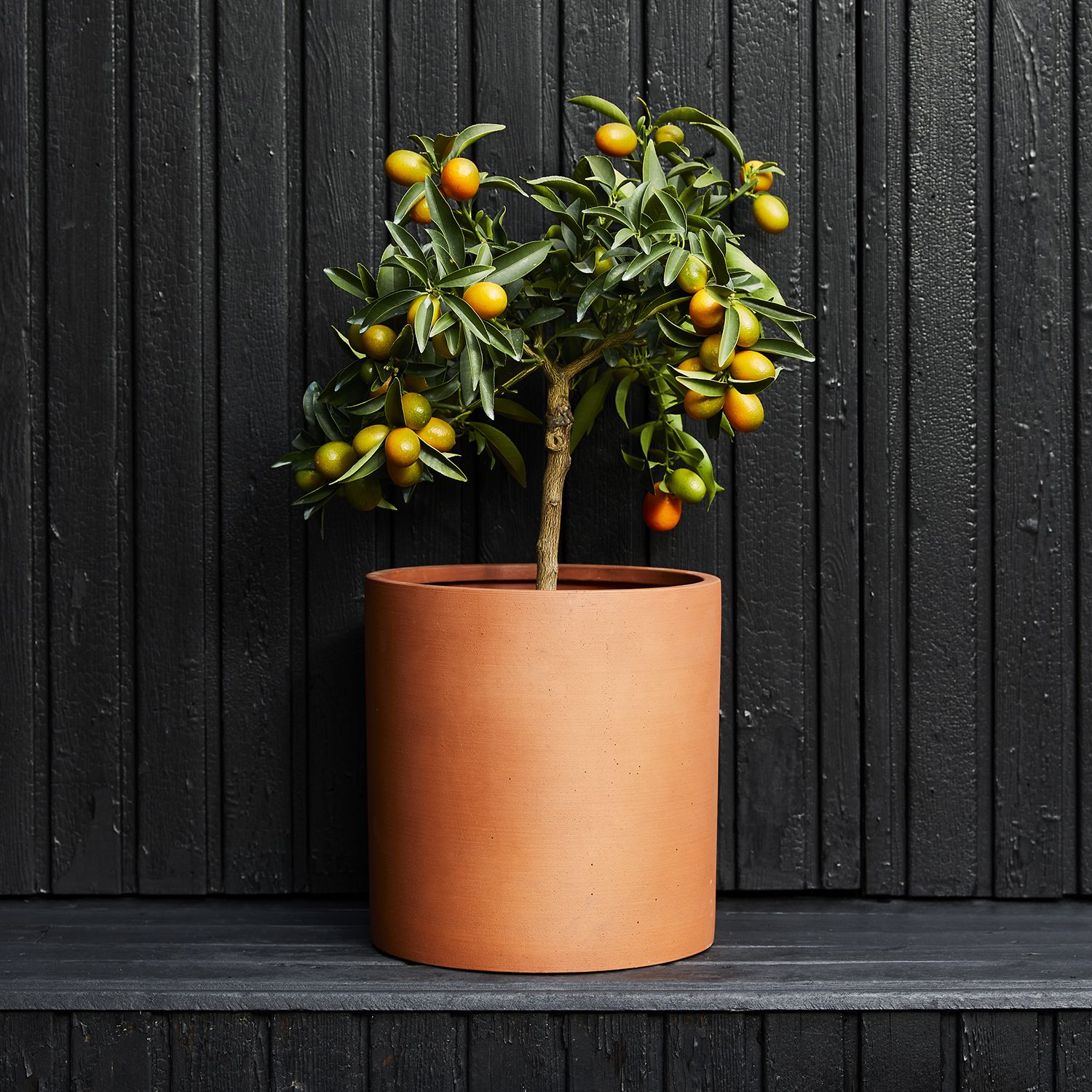 Kumquat tree