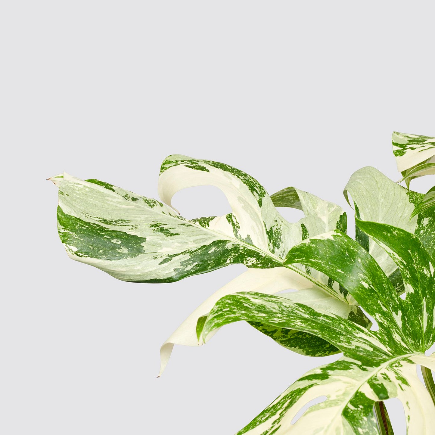 Limited Edition Variegated Monstera