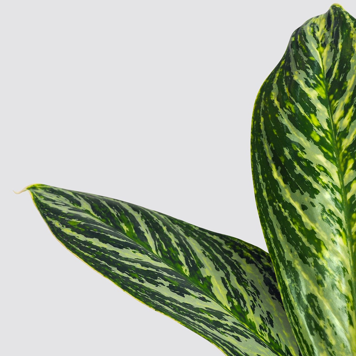 Aglaonema Madonna