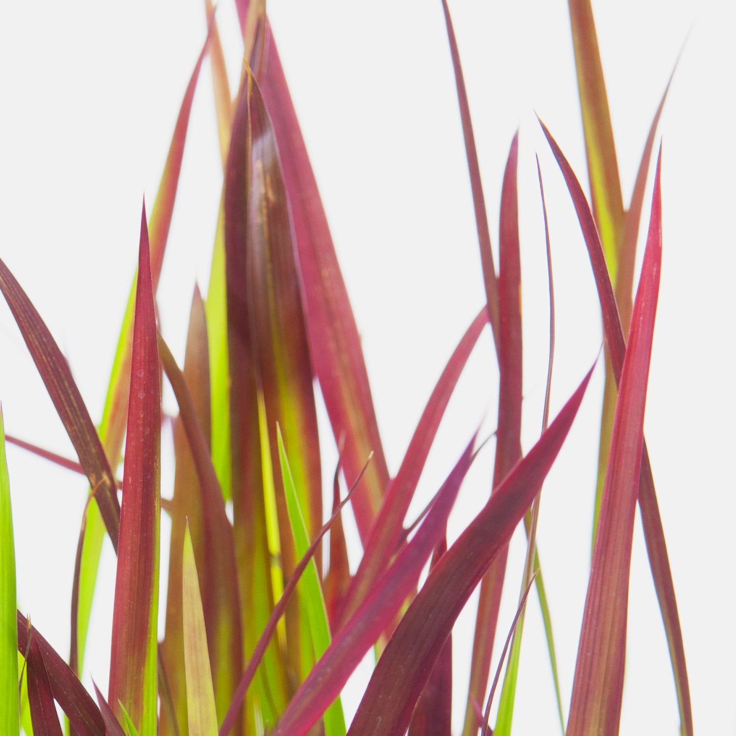 Imperata cylindrica 'Red Baron'