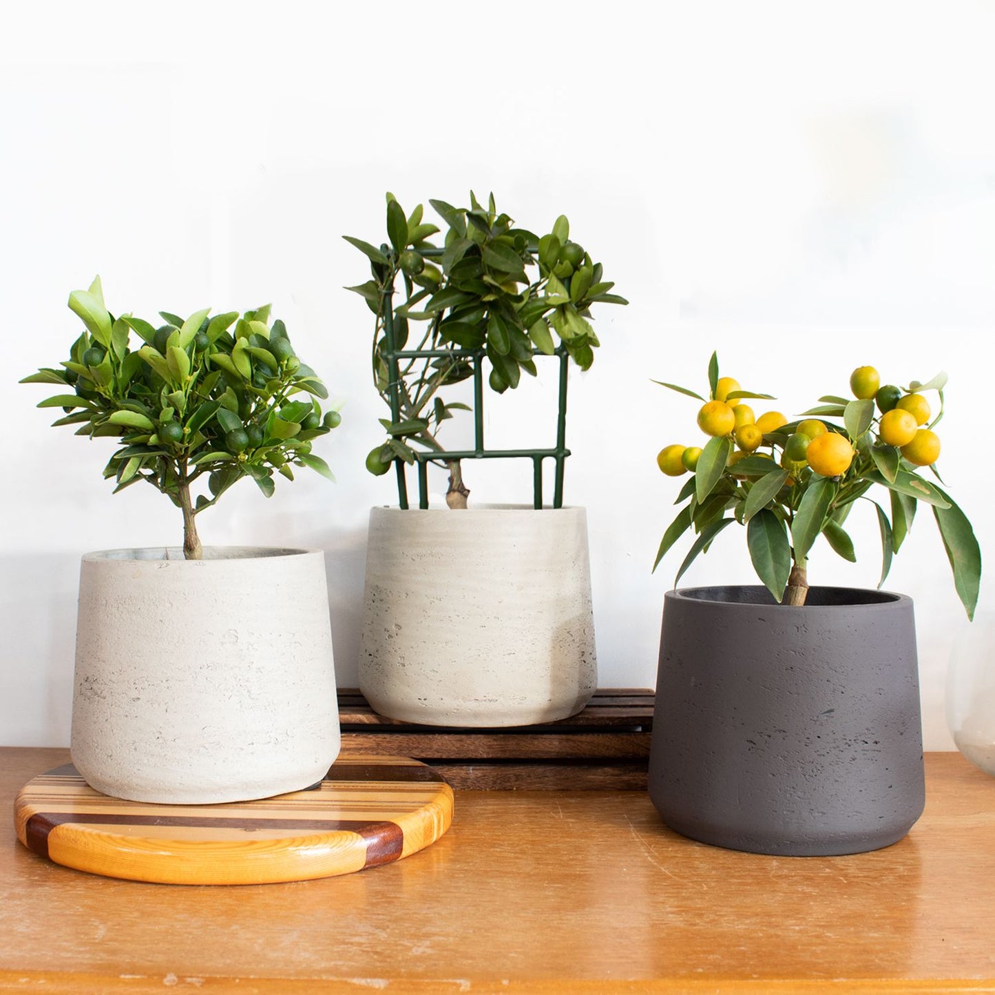 Mini citrus trio
